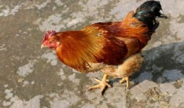 鸡可以吃毛瓜吗图片视频,揭秘鸡的饮食新选择