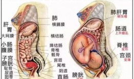 女人吃内脏瓜好吗视频,揭秘内脏瓜的营养与益处