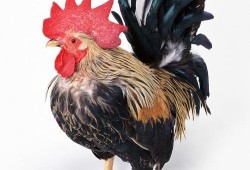 鸡可以吃毛瓜吗图片视频,揭秘鸡的饮食新选择