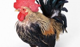 鸡可以吃毛瓜吗图片视频,揭秘鸡的饮食新选择