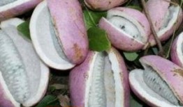 姐姐吃八月瓜视频大全,姐姐们的美味分享视频大盘点