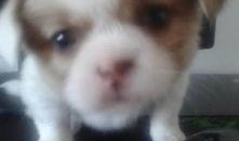 呆瓜小狗吃鸡蛋视频,趣味十足萌态百出