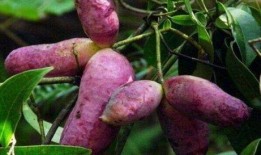 姐姐吃八月瓜视频大全,姐姐们的美味分享视频大盘点