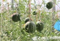 安溪吃瓜事件视频最新,一场网络热议背后的真相揭秘