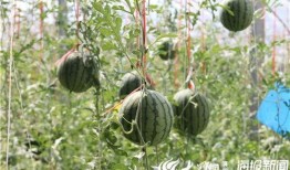 安溪吃瓜事件视频最新,一场网络热议背后的真相揭秘