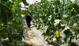 鹤壁公园吃瓜视频,一场引发网友热议的街头奇观