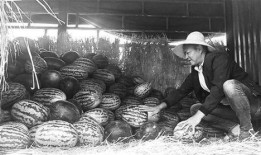 襄城吃瓜群众事件视频,网络围观下的社会现象解析